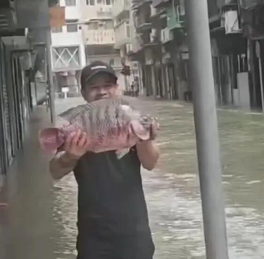 台风“桦加沙”过境，鱼群被冲上马路，澳门