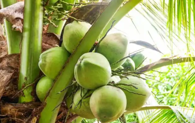 海口发布关于椰子水的消费提示